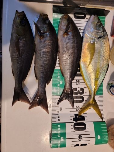 シマアジの釣果