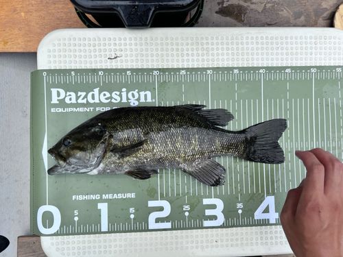 スモールマウスバスの釣果