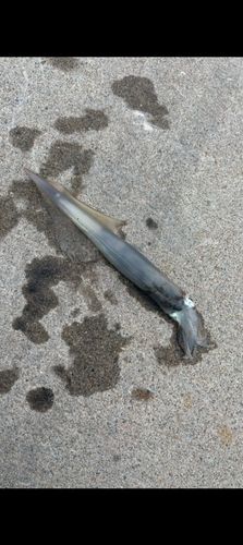 ヤリイカの釣果