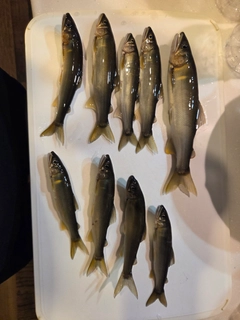 アユの釣果