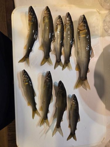 アユの釣果