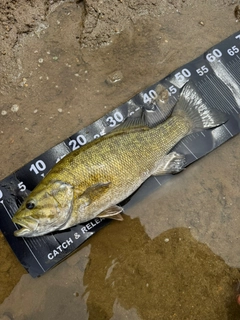 スモールマウスバスの釣果