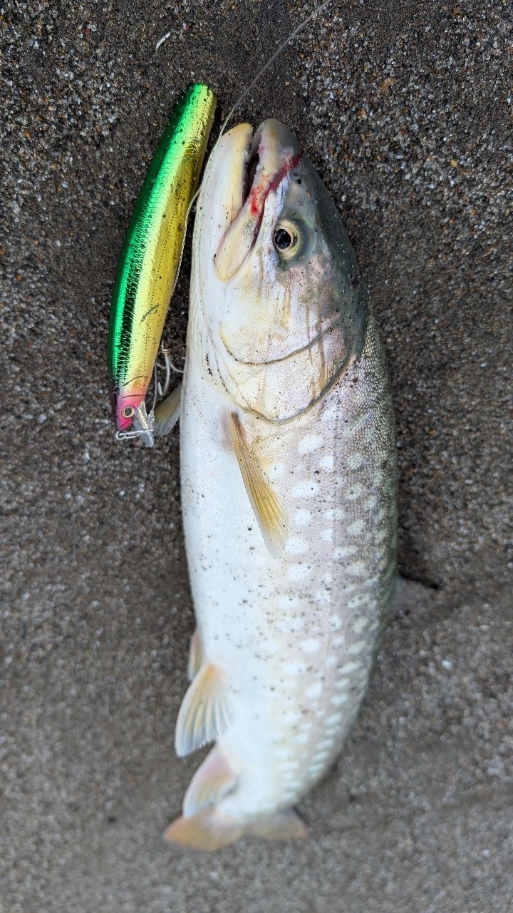 DAIWA 22カムイランケタム 109ML/M+ AGSの最安値・インプレ・釣果