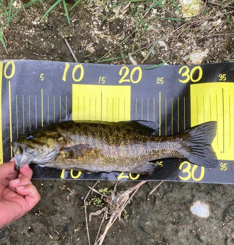 スモールマウスバスの釣果