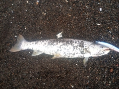 アメマスの釣果