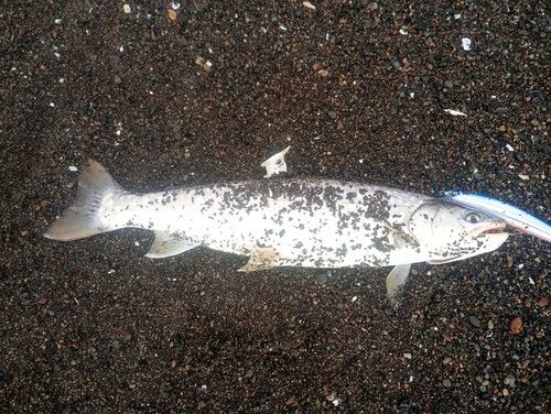 アメマスの釣果