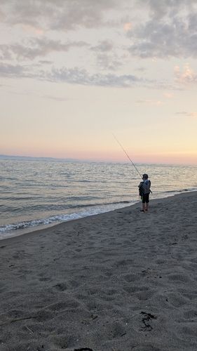 シロギスの釣果