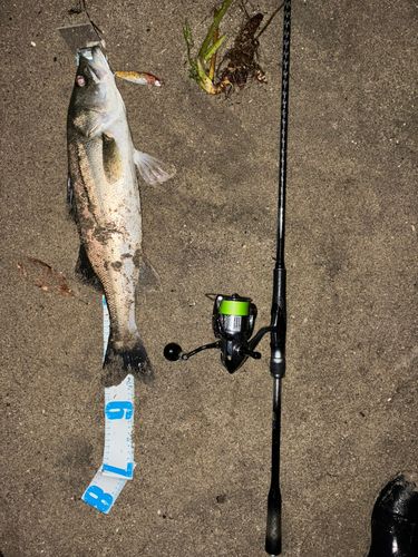シーバスの釣果
