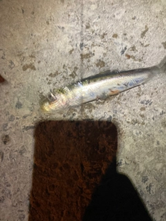 イワシの釣果