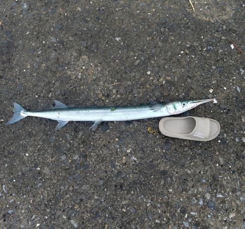 オキザヨリの釣果