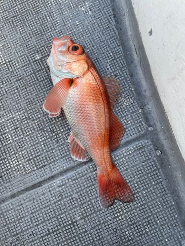 アカムツの釣果
