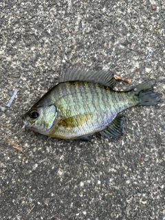 ブルーギルの釣果
