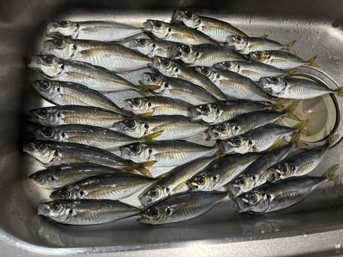 アジの釣果