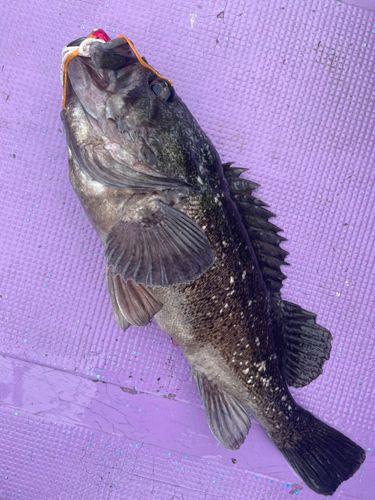 クロソイの釣果