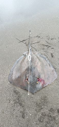 アカエイの釣果