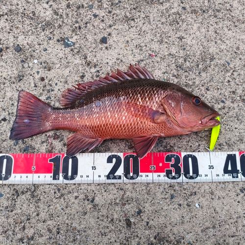 ゴマフエダイの釣果