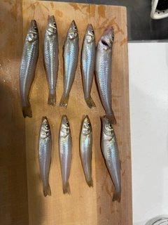 キスの釣果