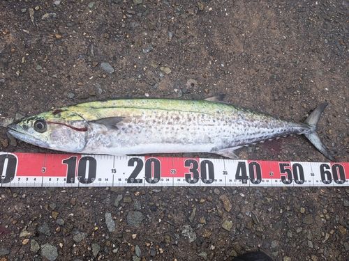 サゴシの釣果