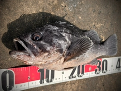 クロソイの釣果