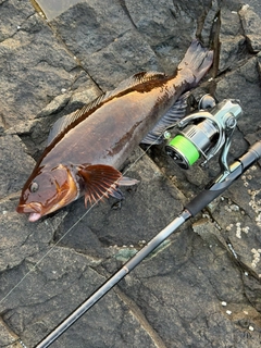 アイナメの釣果