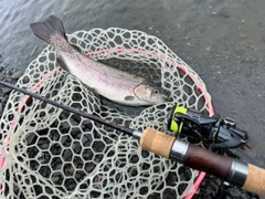 ニジマスの釣果