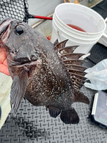 アイナメの釣果