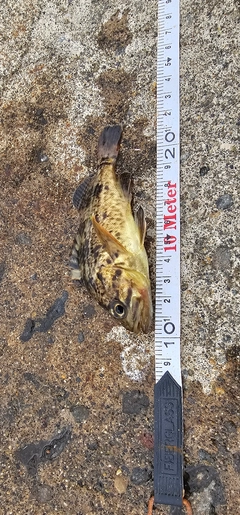 ガヤの釣果