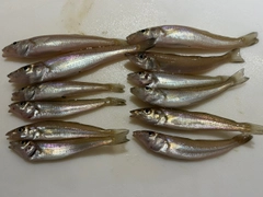 シロギスの釣果