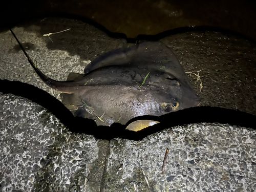 エイの釣果