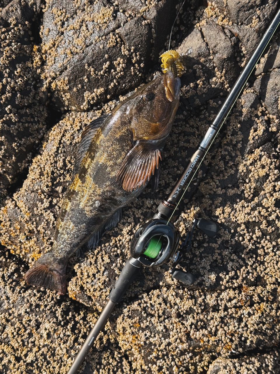 SHIMANO 20ハードロッカー XR B810MHの最安値・インプレ・釣果 | 本音