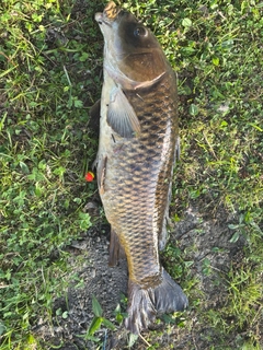 コイの釣果