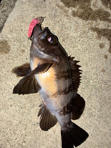 メバルの釣果