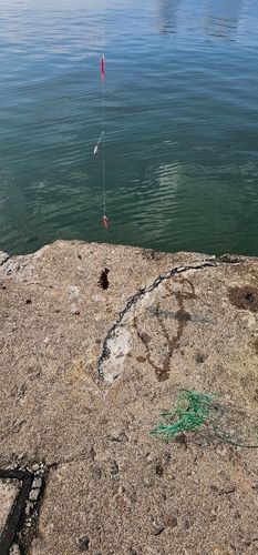 マナマコの釣果