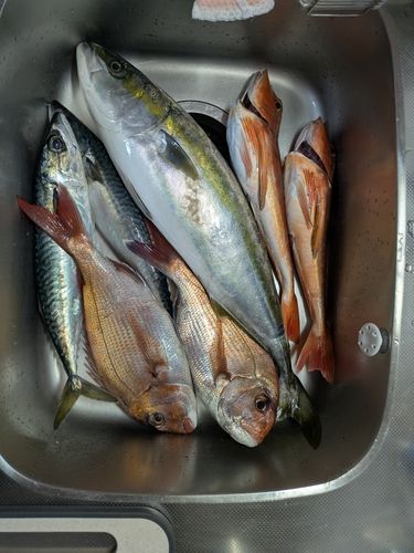 タイの釣果