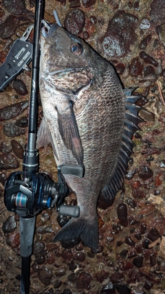 チヌの釣果