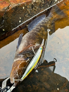 アイナメの釣果