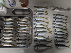 アジの釣果