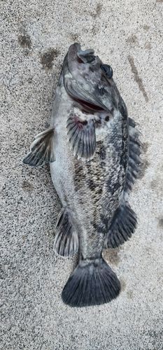 クロソイの釣果