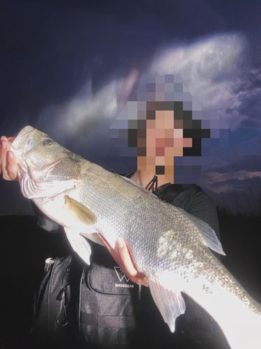 スズキの釣果