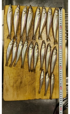 キスの釣果