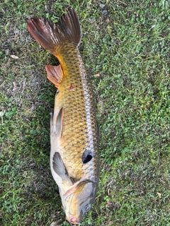 コイの釣果