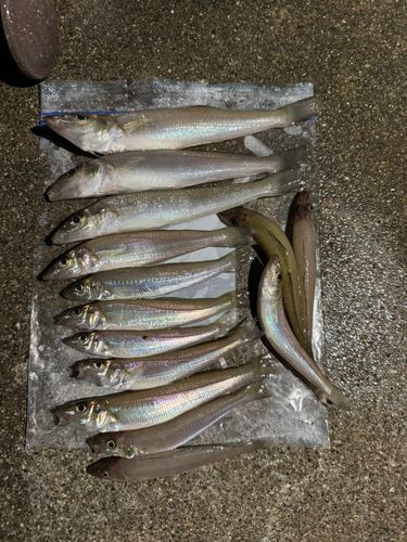キスの釣果