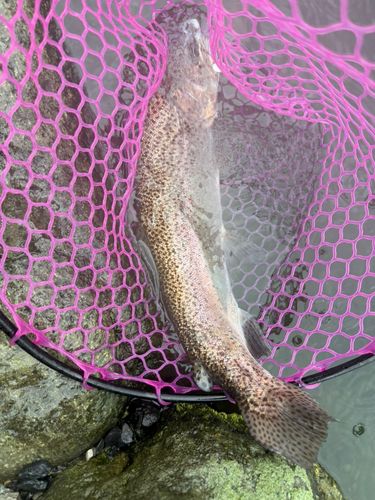 ニジマスの釣果