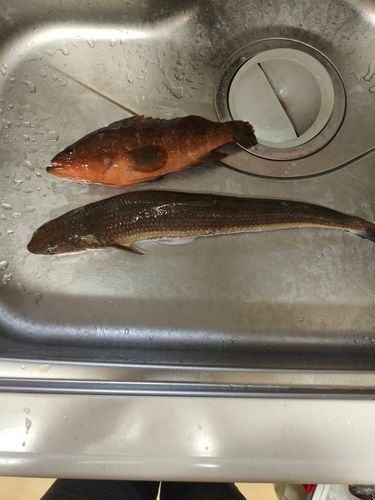 キジハタの釣果