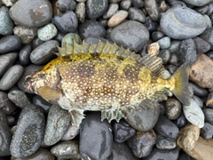 アイゴの釣果