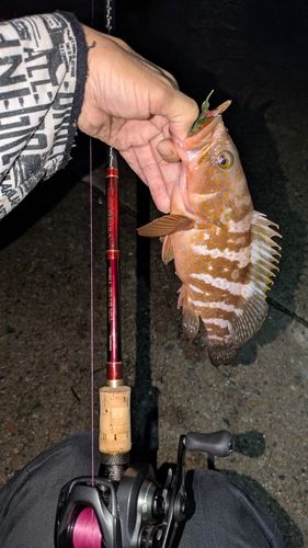 アコウの釣果