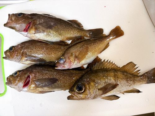 エゾメバルの釣果