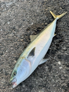 ブリの釣果