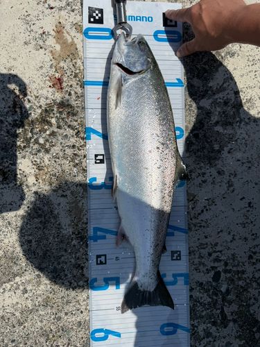 サクラマスの釣果