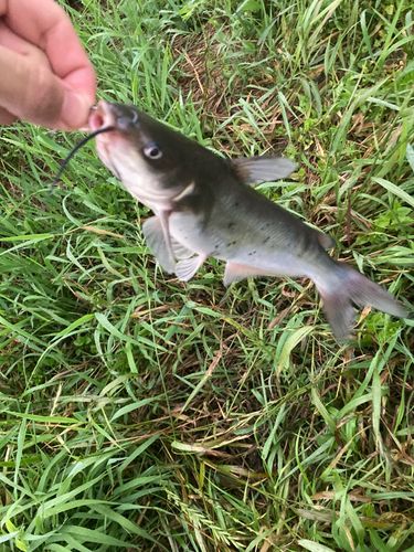 アメリカナマズの釣果